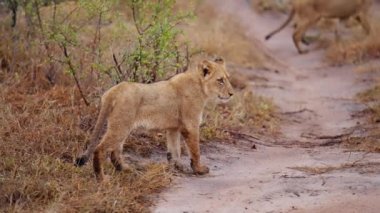 Yavrunun gündüz görüntüsü kameraya bakıyor ve Afrika safarisinde yürüyen bir grup aslanı takip ediyor.