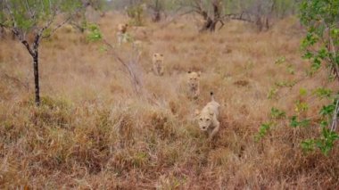 Afrika 'da bir safaride gündüz vakti bulanık bir geçmişi olan kuru ve uzun otların üzerinde yürüyen ve koşan aslanların geniş bir görüntüsü.