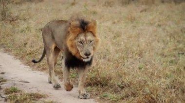 Afrika safarisinde tek başına yürüyen bir aslanın gündüz görüntüsü.