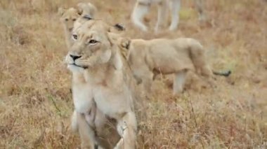 Yavrular Afrika 'daki bir safaride gündüz vakti ona doğru yürürken ve bakarken, bir aslan kuru otların üzerine uzanır.