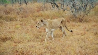 Bir Afrika safarisinde gündüz vakti otların üzerinde yürüyen yaralı bir aslanı takip ederek sağdan sola bir pan atışı.