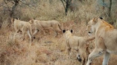 Afrika 'da bir safaride aslan ve yavruların ağaç kütükleri ve yapraksız bitkilerle yürüyüp geçişini gösteren bir gündüz çekimi.