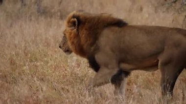 Afrika 'da bir safaride ön planda bulanık bitkilerle kuru çimlerde yürüyen bir aslanın gündüz görüntüsü.