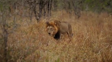 Afrika safarisinde, ön planda bulanık bitkilerle çimenlerde yürüyen bir aslanın geniş bir görüntüsü.
