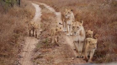 Afrika safarisinde gündüz vakti kuru bir yolda yürüyen dişi aslan ve yavruların geniş bir görüntüsü.