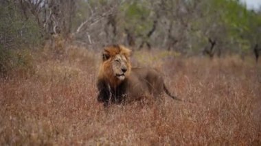 Rüzgarda savrulan, etrafa bakınan bir aslanın geniş bir görüntüsü, sonra gündüzleri bir Afrika safarisinde oturmaya devam eder.