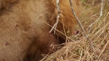 Afrika safarisinde bir aslan tarafından bırakılan bir hayvanın kalıntılarının yakın plan çekimi.
