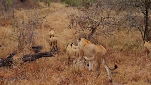 アフリカのサファリで ライオンや赤ちゃんが丸太やはさみの植物を歩いて通り過ぎる様子を撮影した昼間のショット — ストック動画