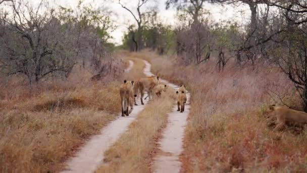 アフリカのサファリの昼間に赤ちゃんが彼らの方に走っている間 ライオンの群れの後ろの景色を示す広いショット — ストック動画
