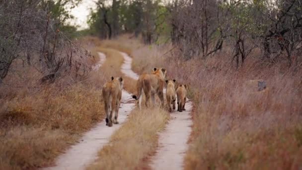 Afrika Daki Bir Safaride Gündüz Vakti Patikada Yürüyen Aslan Yavruların — Stok video