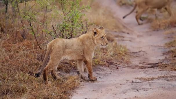 Yavrunun Gündüz Görüntüsü Kameraya Bakıyor Afrika Safarisinde Yürüyen Bir Grup — Stok video