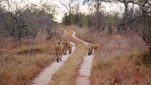 アフリカのサファリで昼の間に 他のライオンに従うために右側に回って パス上を歩くライオンのグループの後ろのビューを示す広いショット — ストック動画