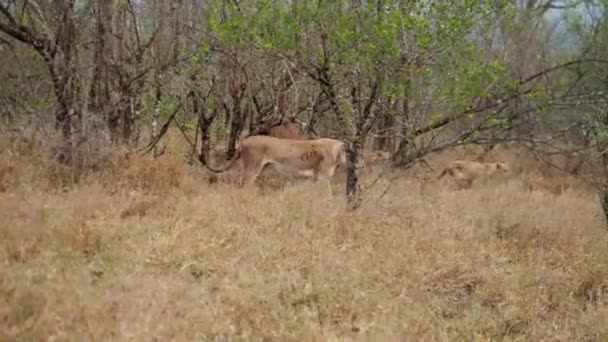 Wide Shot Lion Cubs Walking Plants Trees Daytime African Safari — Stock Video