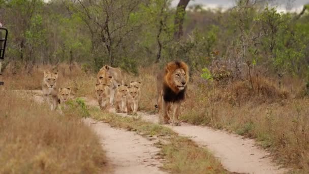 アフリカのサファリの昼間の通路を歩いているライオンや赤ちゃんの幅広いショット — ストック動画
