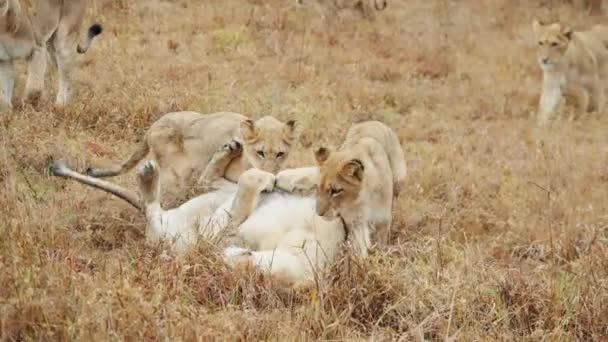Yavrular Gündüz Vakti Bir Afrika Safarisinde Çimlerde Yuvarlanan Bir Aslana — Stok video