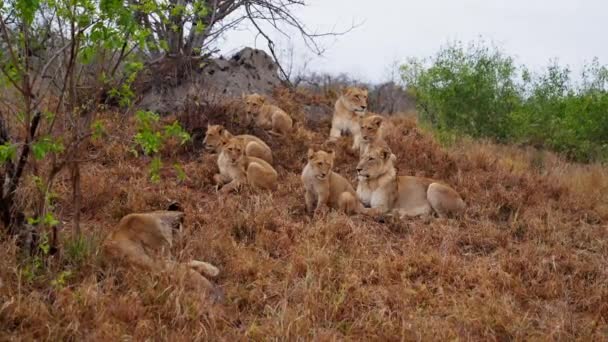 Sebuah Tembakan Yang Lebar Dari Sekelompok Singa Yang Beristirahat Rumput — Stok Video