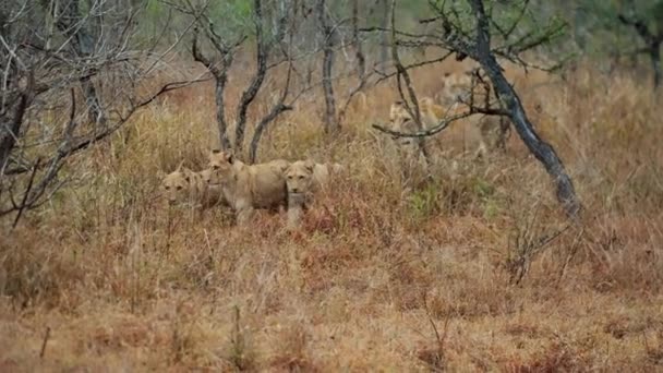 乾燥した草の上をライオンや赤ちゃんが歩き アフリカのサファリで葉のない植物によって通過する様子を撮影した昼間のショット — ストック動画