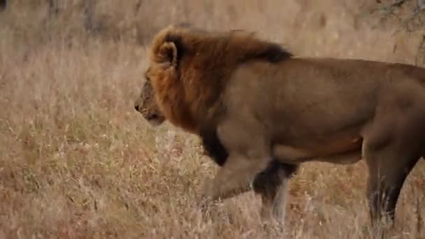 Дневной Боковой Обзор Льва Идущего Сухой Траве Левой Стороне Расплывчатыми — стоковое видео