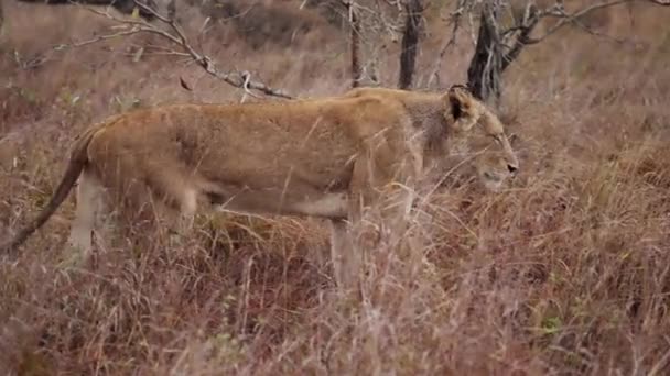 Dzienne Ujęcie Lwicy Chodzącej Trawie Prawej Stronie Afrykańskim Safari — Wideo stockowe