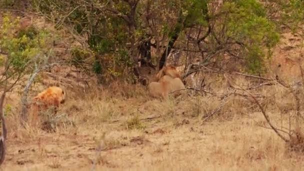Una Amplia Toma Una Hiena Mirando León Mostrando Espalda Mientras — Vídeos de Stock