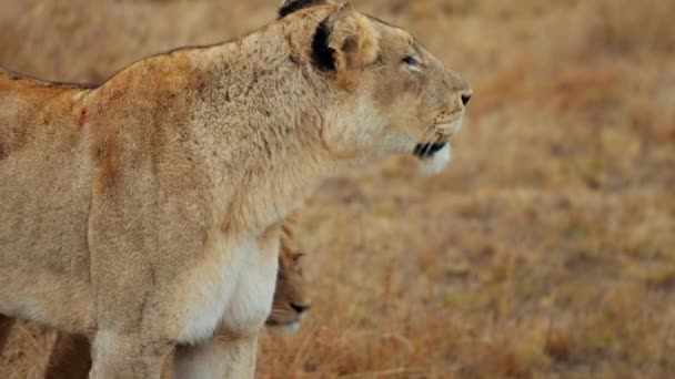 アフリカのサファリで昼間に赤ちゃんが通過している間 周りを見て回るライオンのクローズアップショット — ストック動画