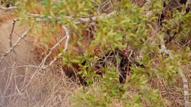 Bir Aslanın Çalıların Dalların Arkasında Gündüz Vakti Bir Afrika Safarisinde — Stok video