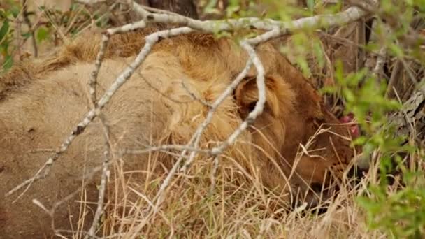 Afrika Daki Bir Safaride Çalıların Dalların Arkasında Ölü Bir Hayvanın — Stok video