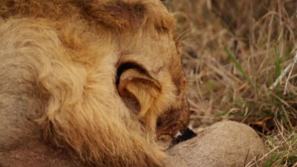 Nahaufnahme Eines Löwen Der Auf Einer Afrikanischen Safari Gras Die — Stockvideo