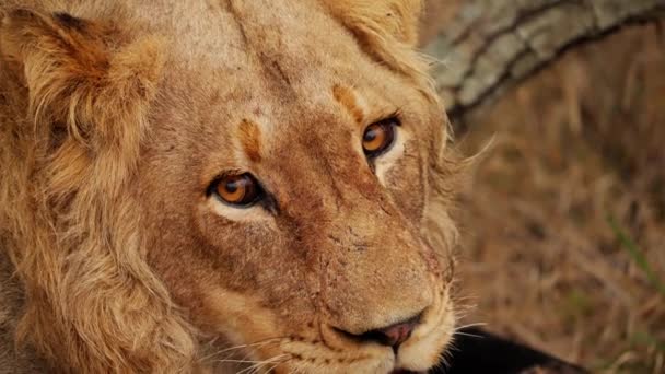 Bir Aslanın Kameraya Baktığı Burnunu Yaladığı Sonra Afrika Safarisinde Çimenlerde — Stok video