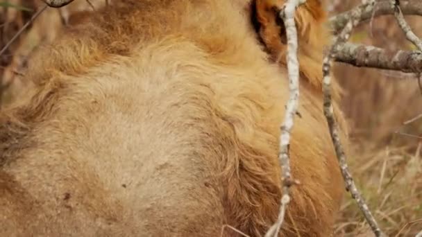 アフリカのサファリで昼の間に 右側の枝で 何かを舐めるライオンの背中の景色を示すクローズアップショット — ストック動画