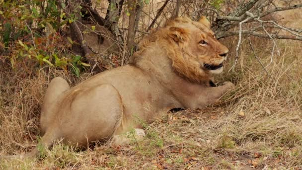 Eine Tagesaufnahme Zeigt Äste Die Einen Löwen Umgeben Während Sich — Stockvideo