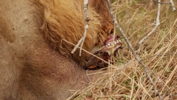 Strzał Bliska Pokazujący Lwa Liżącego Szczątki Zwierzęcia Trawie Ciągu Dnia — Wideo stockowe
