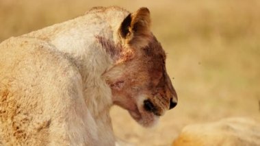 Afrika 'da bir safaride böcekler uçuşurken bir aslanın dönüşünü ve yerde yatışını yakından çekeceğiz.