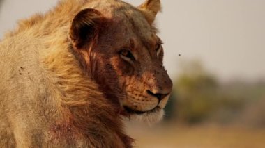 Afrika 'da bir safaride böcekler yüzükoyun uçarken bir aslanın göz açıp kapayıncaya kadar kameraya bakması.