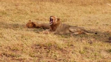 Bir aslanın geniş bir görüntüsü çimlere uzanmış ve bir aslanın gündüz vakti bir Afrika safarisinde esnemesi.