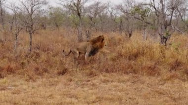 Geniş açı, Afrika 'daki bir safaride gündüz vakti uzaktayken arka ayaklarını çimlere basan bir aslanın yan görüntüsünü gösteriyor.