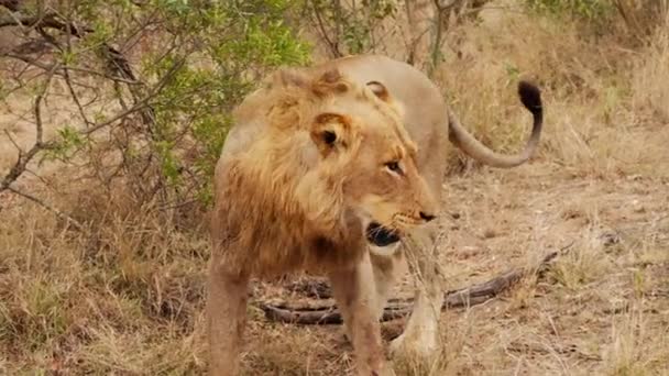 Afrika Safarisinde Çalıların Arkasından Bakan Bir Sırtlanla Otlaklarda Yürüyen Bir — Stok video