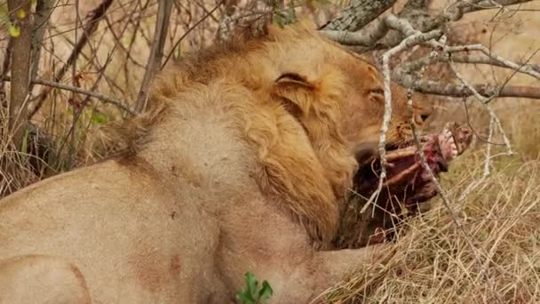 Bir Afrika Safarisinde Ölü Bir Hayvanın Kafasını Isırırken Bir Aslanı — Stok video
