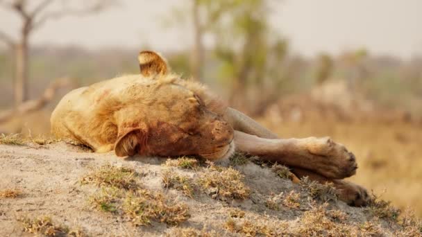 アフリカのサファリで虫が頭を飛んで地面に静かに眠っているライオンの昼間のショット — ストック動画
