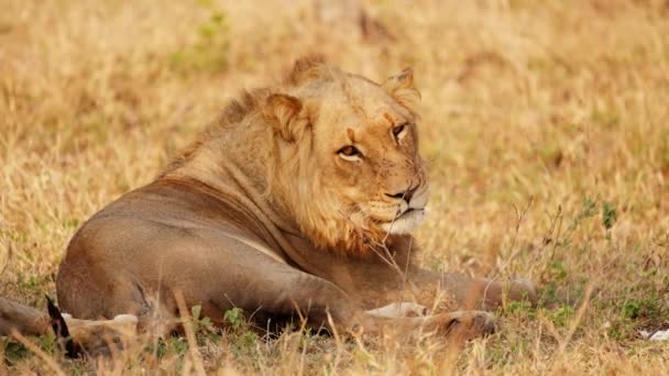 Daytime Shot Lion Looking Camera Lying Grass Insects Flying Its — Stock Video