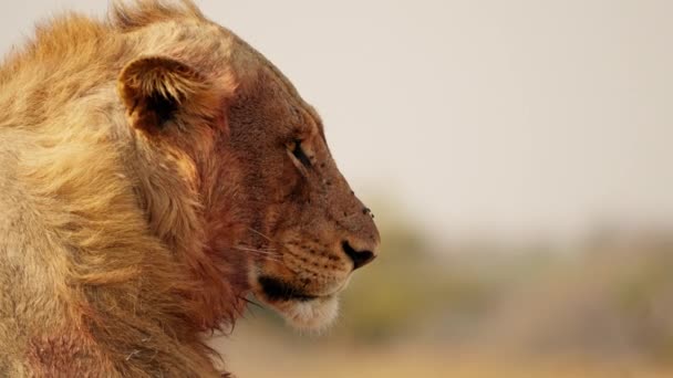 Eine Nahaufnahme Von Einem Löwen Mit Fliegen Auf Dem Kopf — Stockvideo