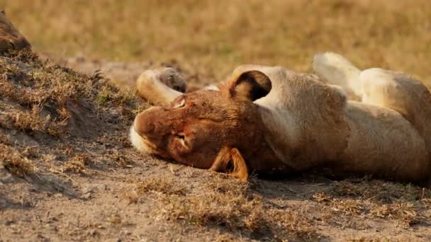 Крупный План Льва Лежащего Земле Насекомыми Голове Дневное Время Африканском — стоковое видео