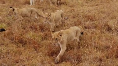 Afrika 'daki bir safaride gündüz vakti kurak çimlerde yürüyen aslanların iz sürme görüntüsü.