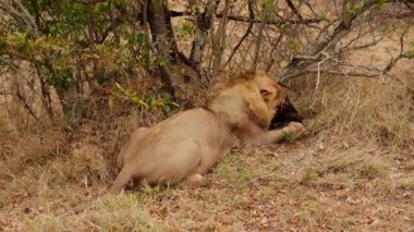 Bir Afrika safarisinde ölü bir hayvanın kafasını boynuzlarla yiyen bir aslanın arka görüntüsünü gösteren geniş bir çekim.