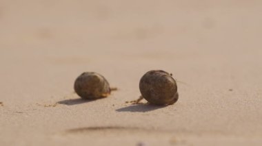 Bir keşiş yengeci gün batımında Tayland kıyılarında dinlenirken kumda sürünür.