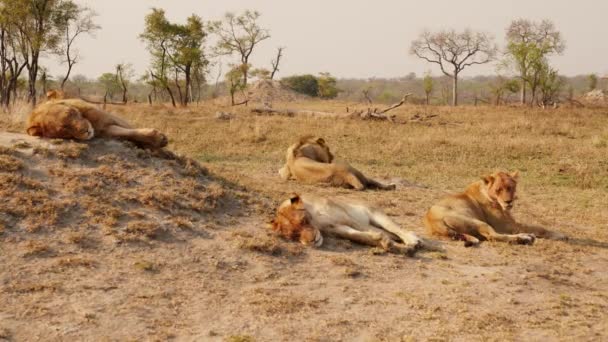 Afrika Safarisinde Sıcak Bir Günde Çimlerin Üzerinde Dinlenen Bir Grup — Stok video
