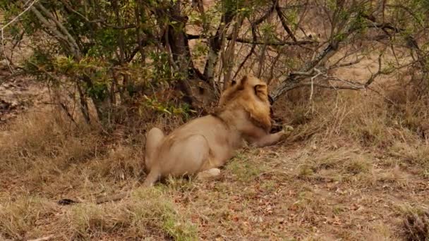 Geniş Açı Ölü Bir Hayvanın Kafasını Yiyen Bir Aslanın Arka — Stok video