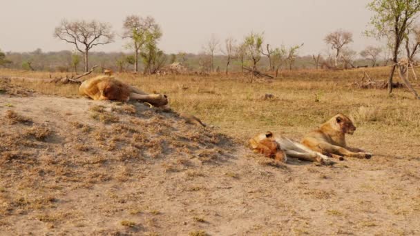 Afrika Bir Safaride Sıcak Bir Günde Otların Üzerinde Oturup Dinlenen — Stok video