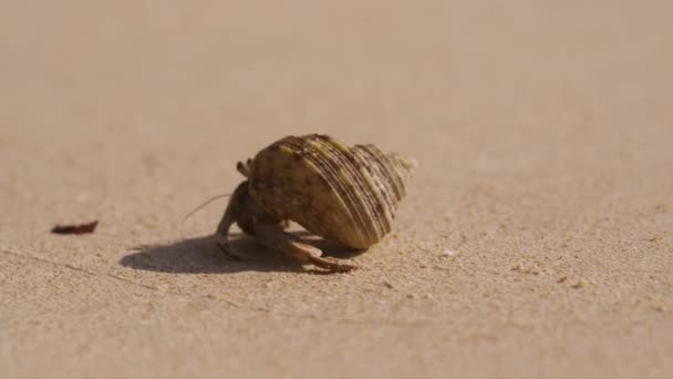 Close Shot Hermit Crab Crawling Sandy Beach Sunny Day — Stock Video