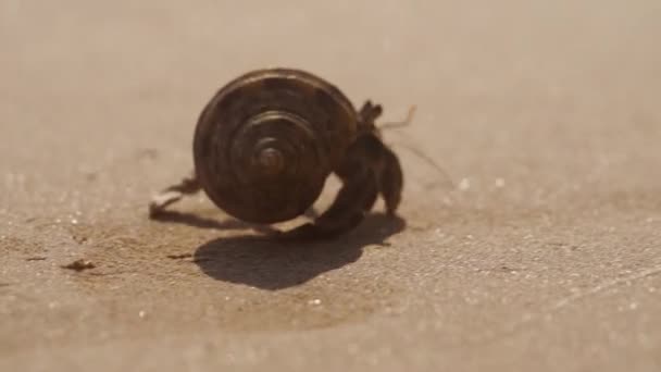 모래가 해변을 소라게의 — 비디오